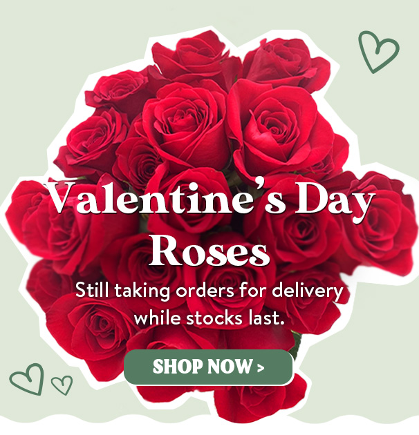 Valentine's Day Last Chance