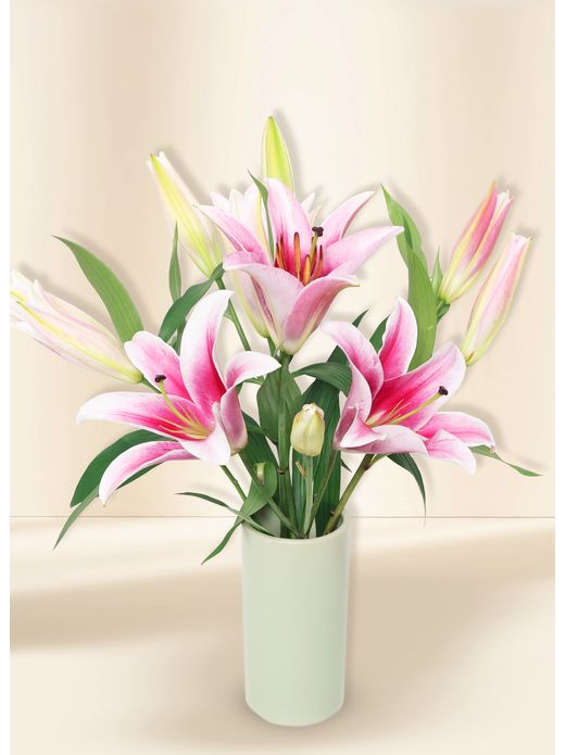 Oriental Lilies - In Vogue Pink (5)