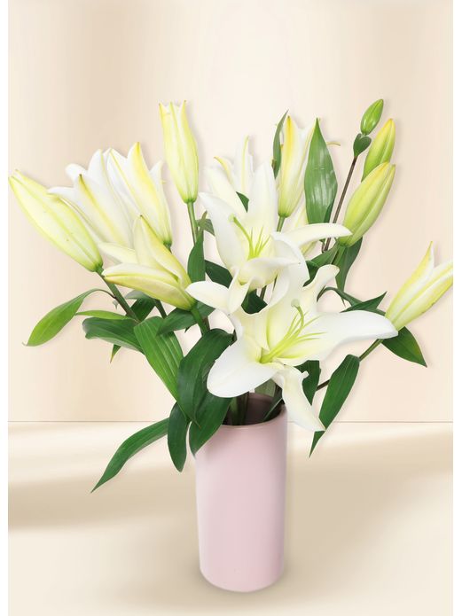 Oriental Lilies - In Vogue White (5)