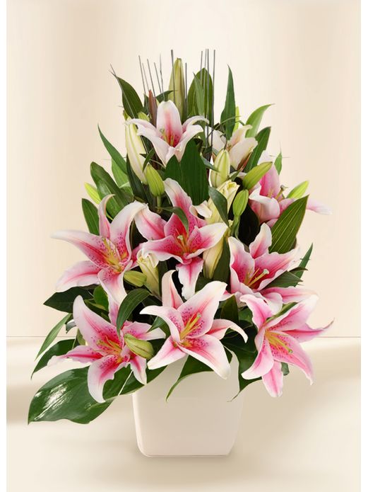 Oriental Lilies - Stunning (5)