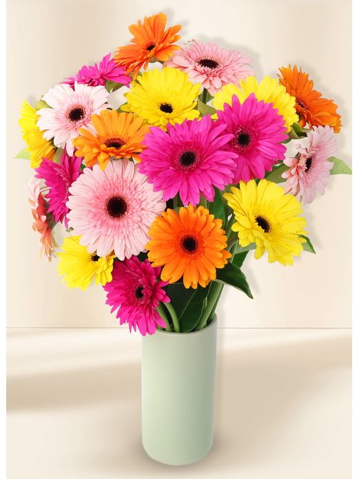 Gerberas - Colour Burst (20)