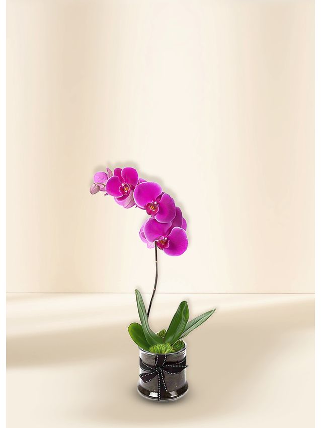 Purple Phalaenopsis Orchid (Single)
