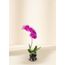 Purple Phalaenopsis Orchid (Single)