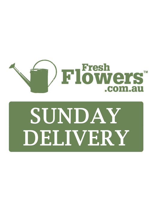 Same Day Delivery