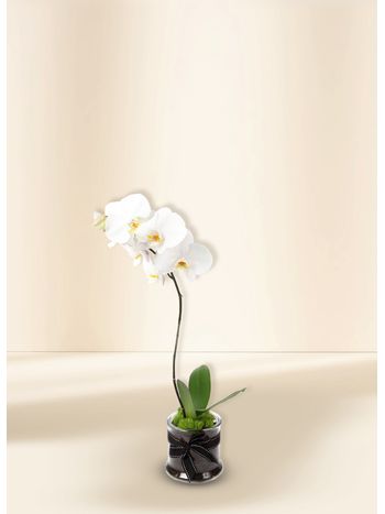 White Phalaenopsis Orchid