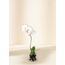 White Phalaenopsis Orchid