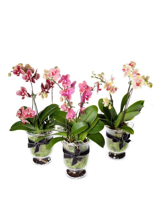 Florist's Choice Phalaenopsis Orchid In Glass Vase