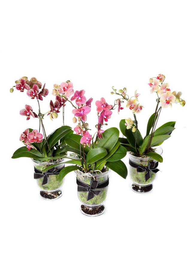 Florist's Choice Phalaenopsis Orchid In Glass Vase