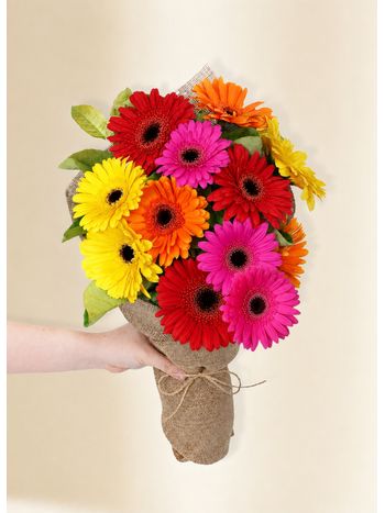 Gerberas - Colour Pop