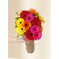 Gerberas - Colour Pop