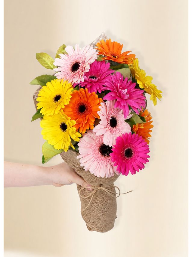 Gerberas - Colour Pop