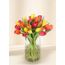 Tulips - Vivid (30)