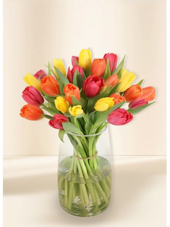 Tulips - Vivid (30)
