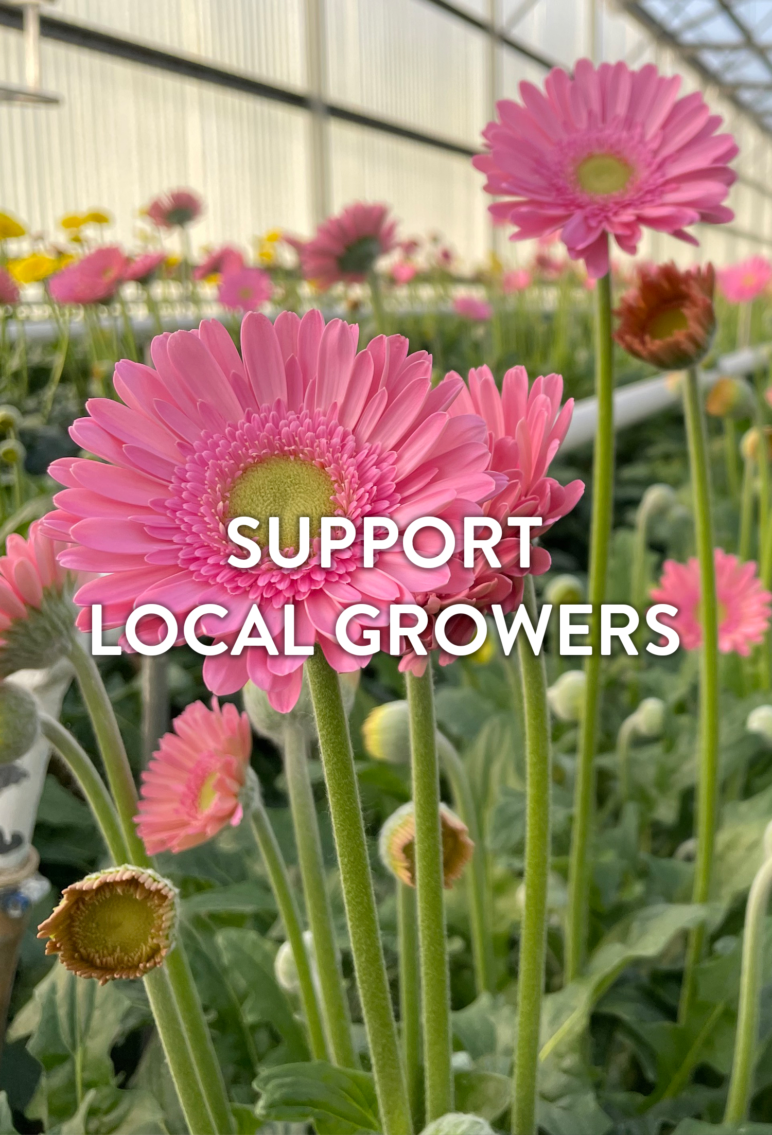 Support Local Growers