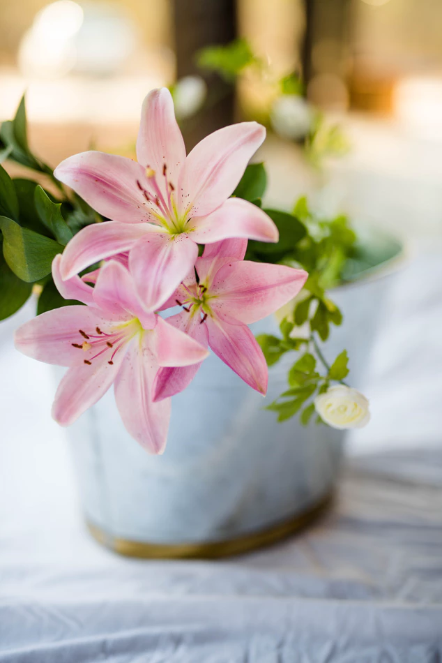 pale pink lily