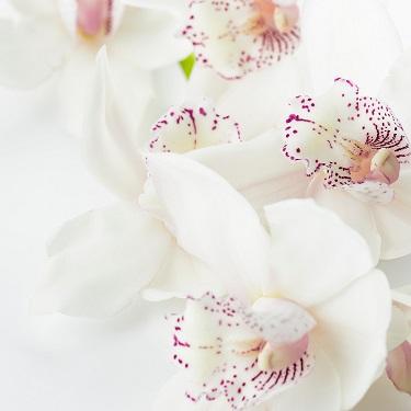 7 Off-The-Wall Orchid Facts