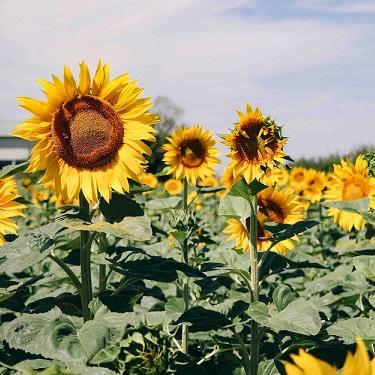 7 Sweet Sunflower Facts You Might Not Have Known