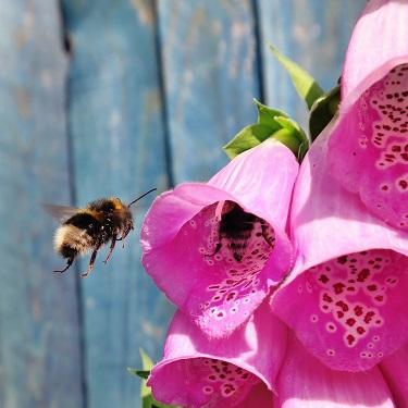 Bee Pollination Infographic