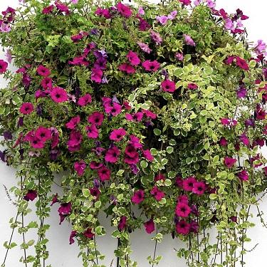 Best flowers for hanging baskets