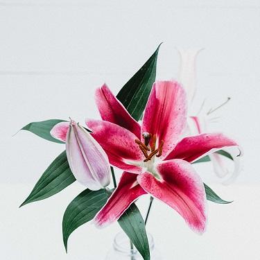 What are the Best Flowers for Mother's Day?
