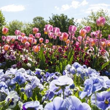 Things to Do at the Floriade Canberra Flower Show