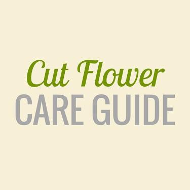 Cut Flower Care Guide