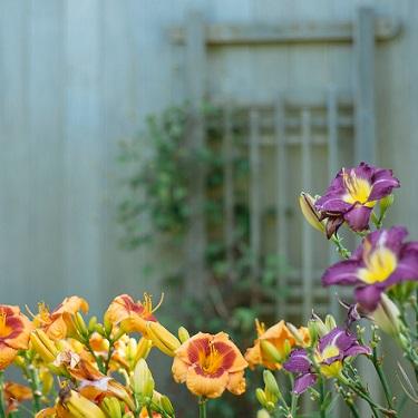 How To Choose Flowers For Your Garden