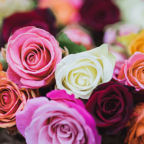 Guide To Gifting Roses By Colour and Meaning