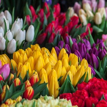 The Complete Guide to Flower Colours and Meanings
