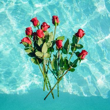 What do Different Rose Colours Mean?
