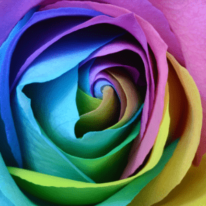 What is a Rainbow Rose and What Does it Mean?