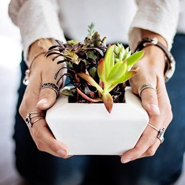 Why Housewarming Plant Gifts are a Great Idea