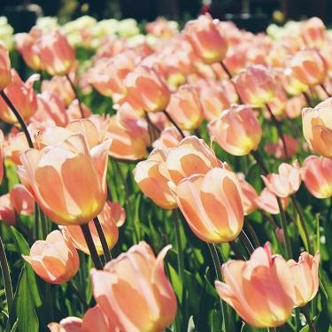 Your Guide To Floriade