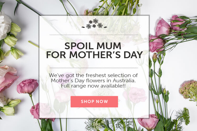 Fresh Flowers Send Flowers Online We Deliver Across Australia